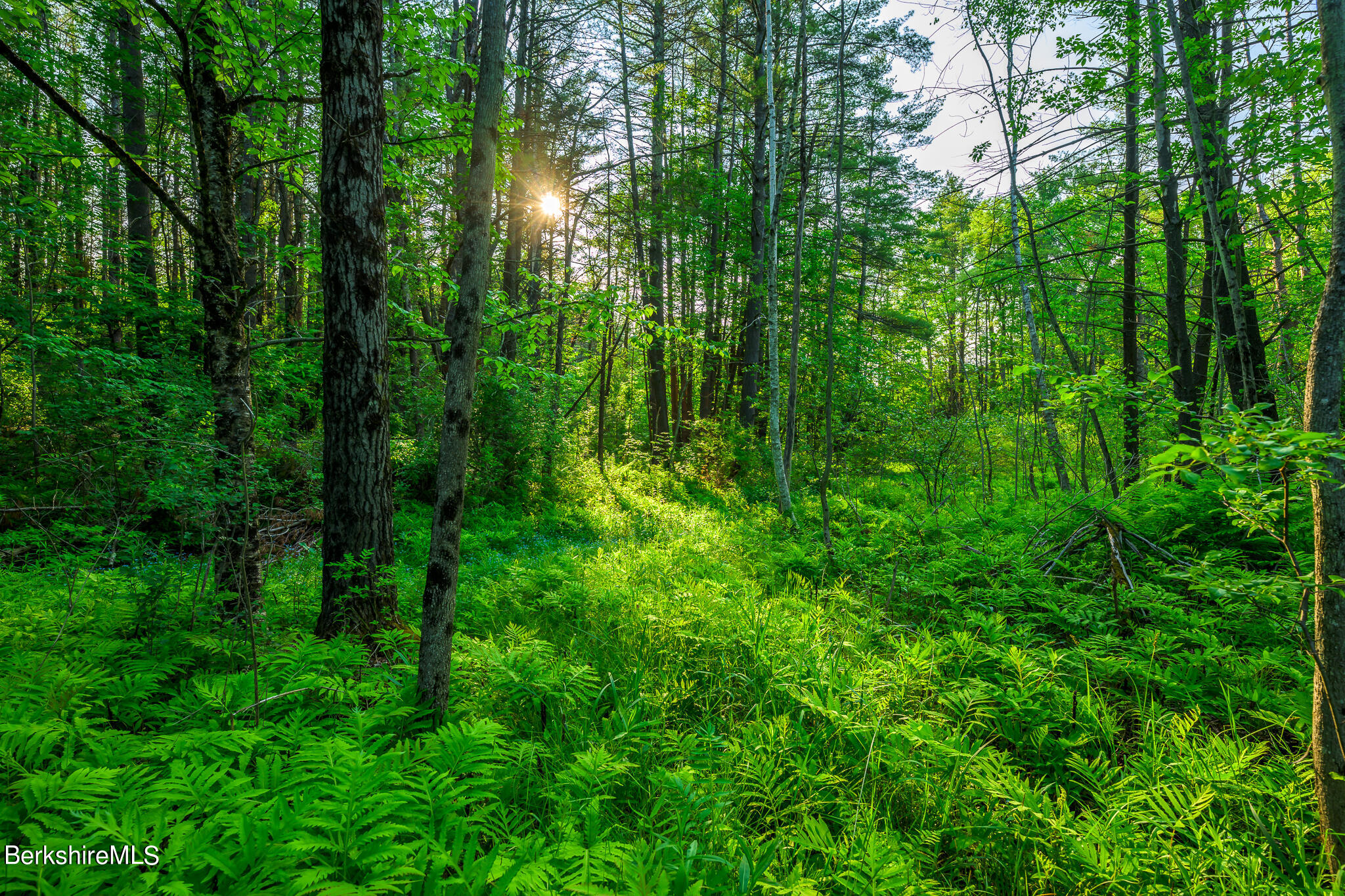 0 East Street Lenox, MA 01240 - Photo 7 of 9 a view of a lush green forest