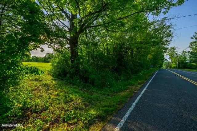a view of a yard with plants