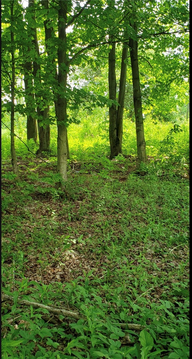 0 Stauber Road Groton, NY 13073 - Photo 8 of 13