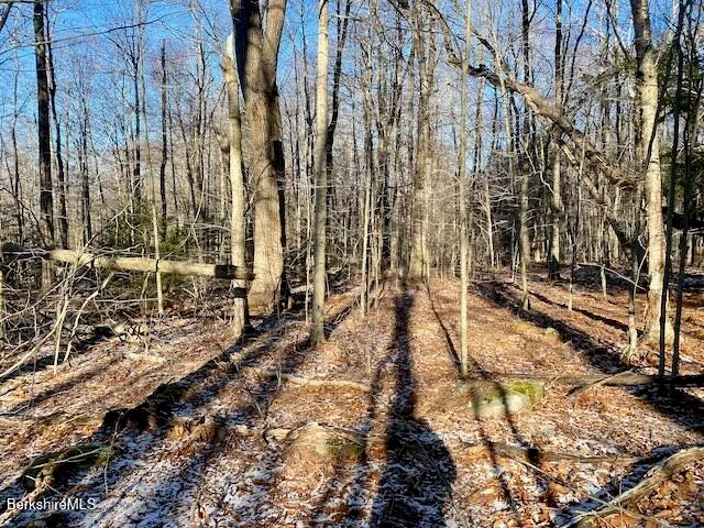 a view of a dry yard