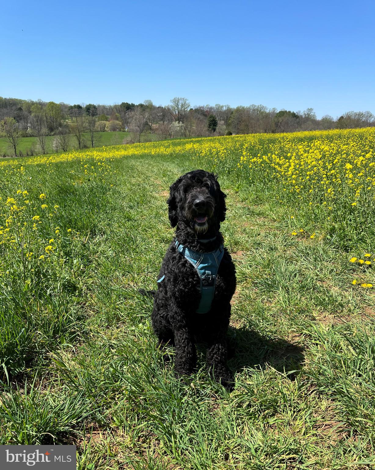48 Clouds Way Hockessin, DE 19707 - Photo 55 of 55 Enjoying a walk in the back yard preserve