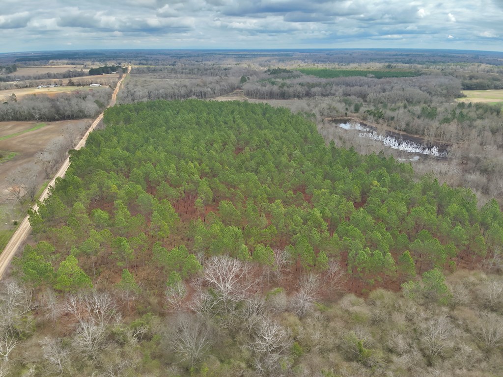86-acres New Hinson Road Slocomb, AL 36375 - Photo 10 of 15