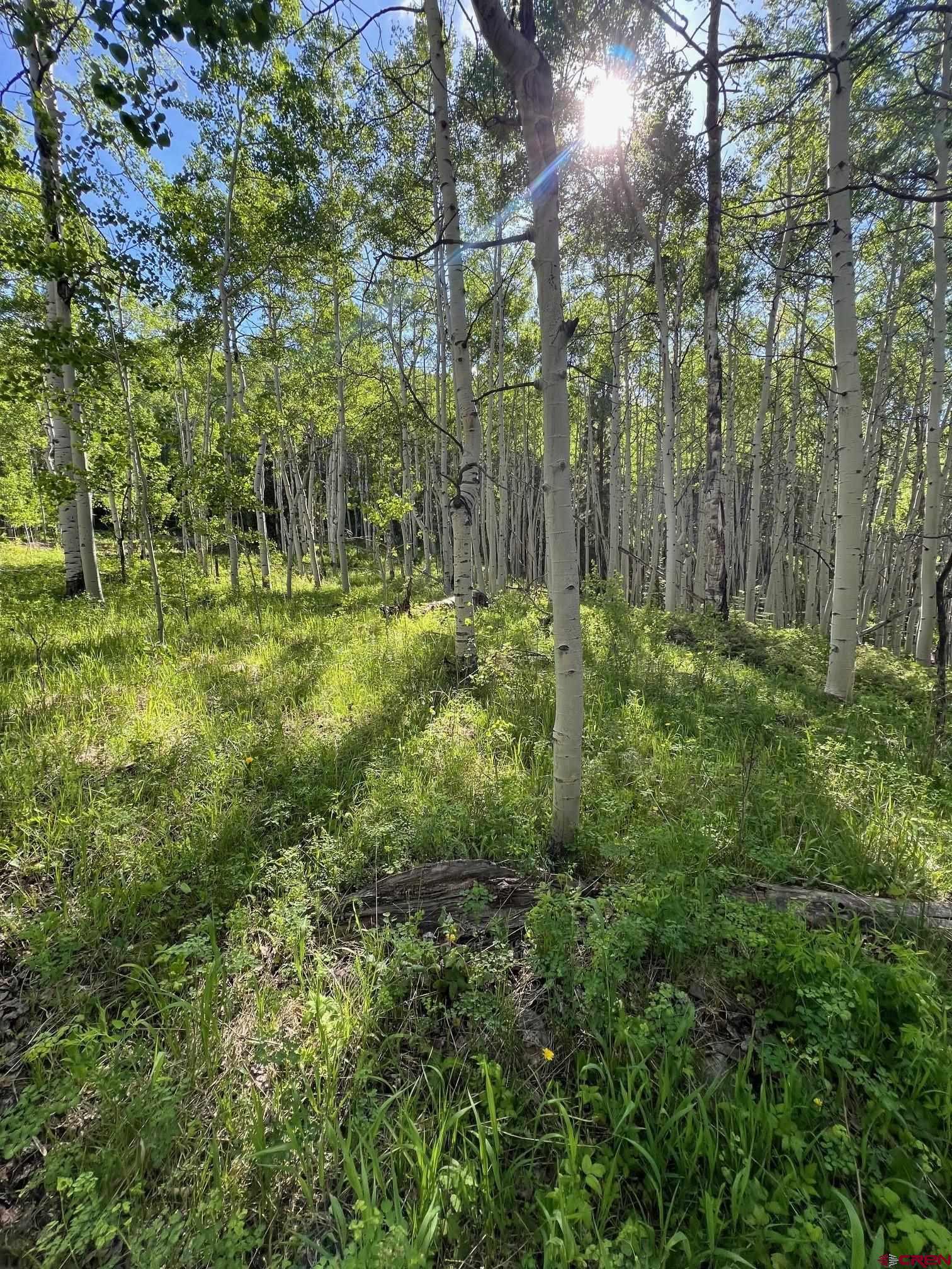 a view of outdoor space and trees all around