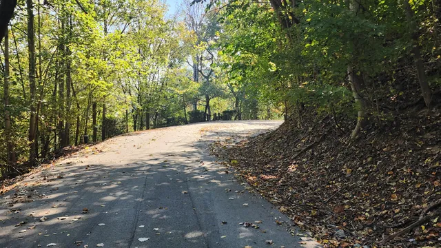 a view of a lush green forest