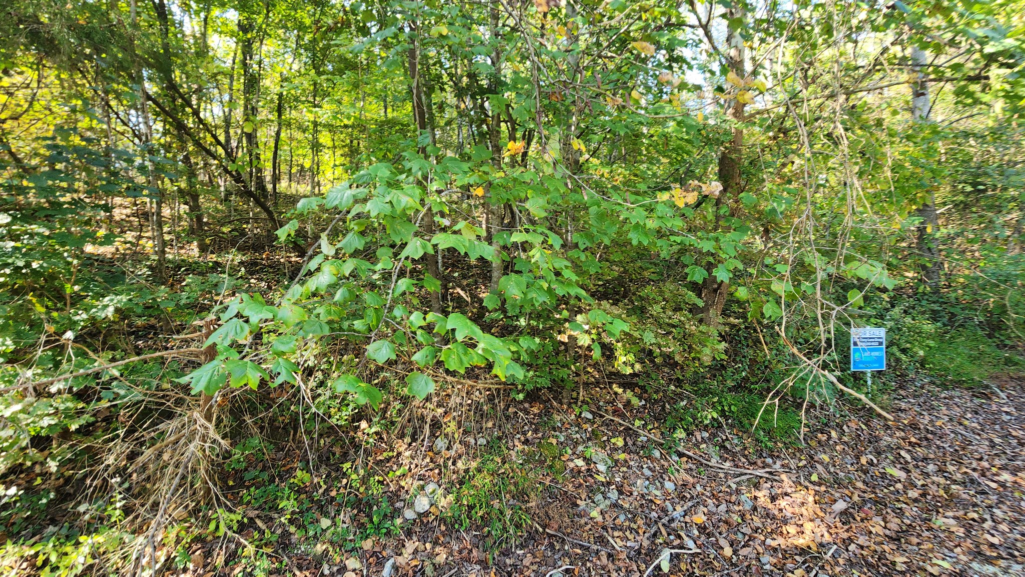 0 Bayview Drive Lancaster, TN 38569 - Photo 13 of 15 a view of a lush green forest