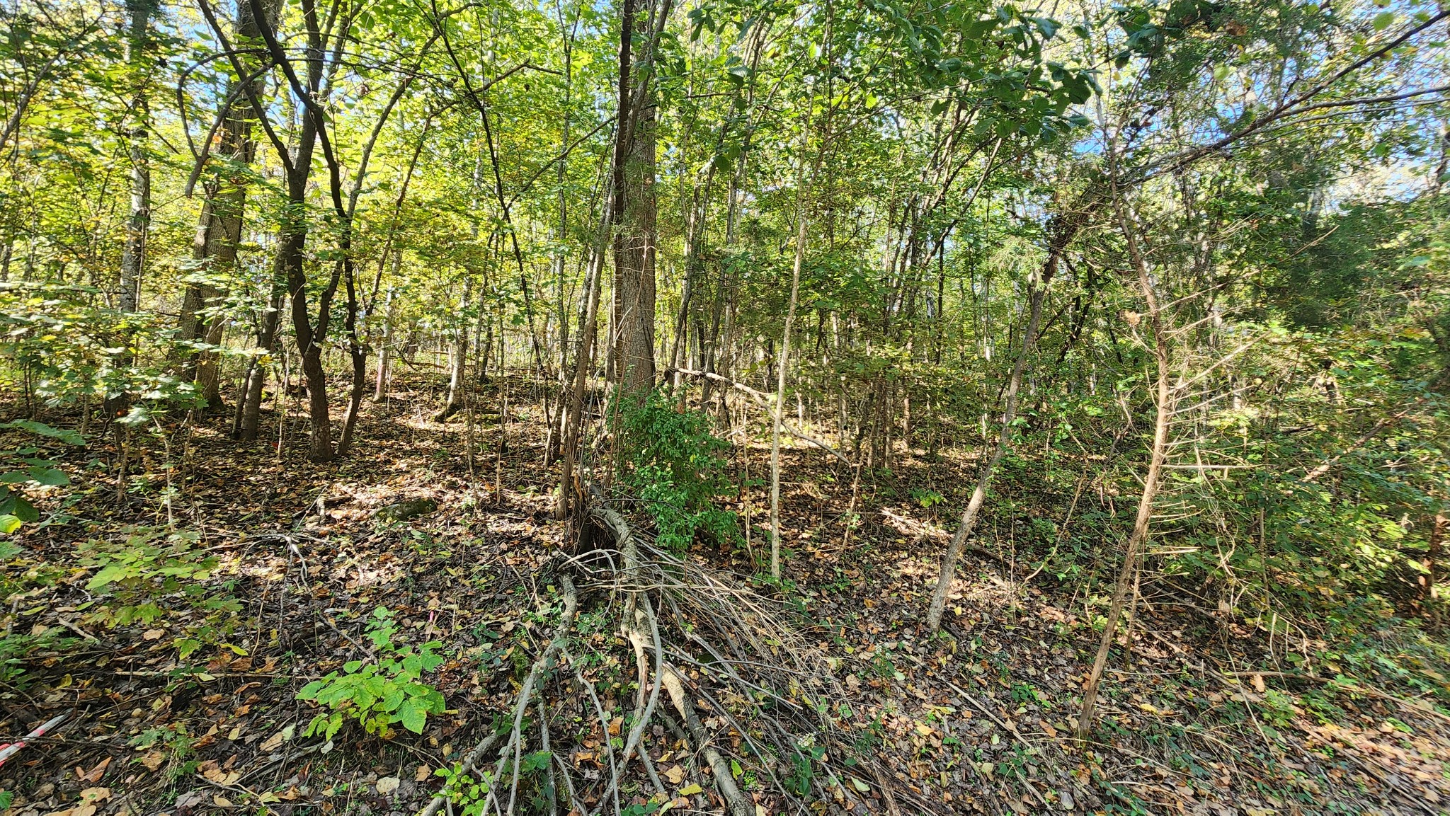 0 Bayview Drive Lancaster, TN 38569 - Photo 14 of 15 a view of a house with a tree