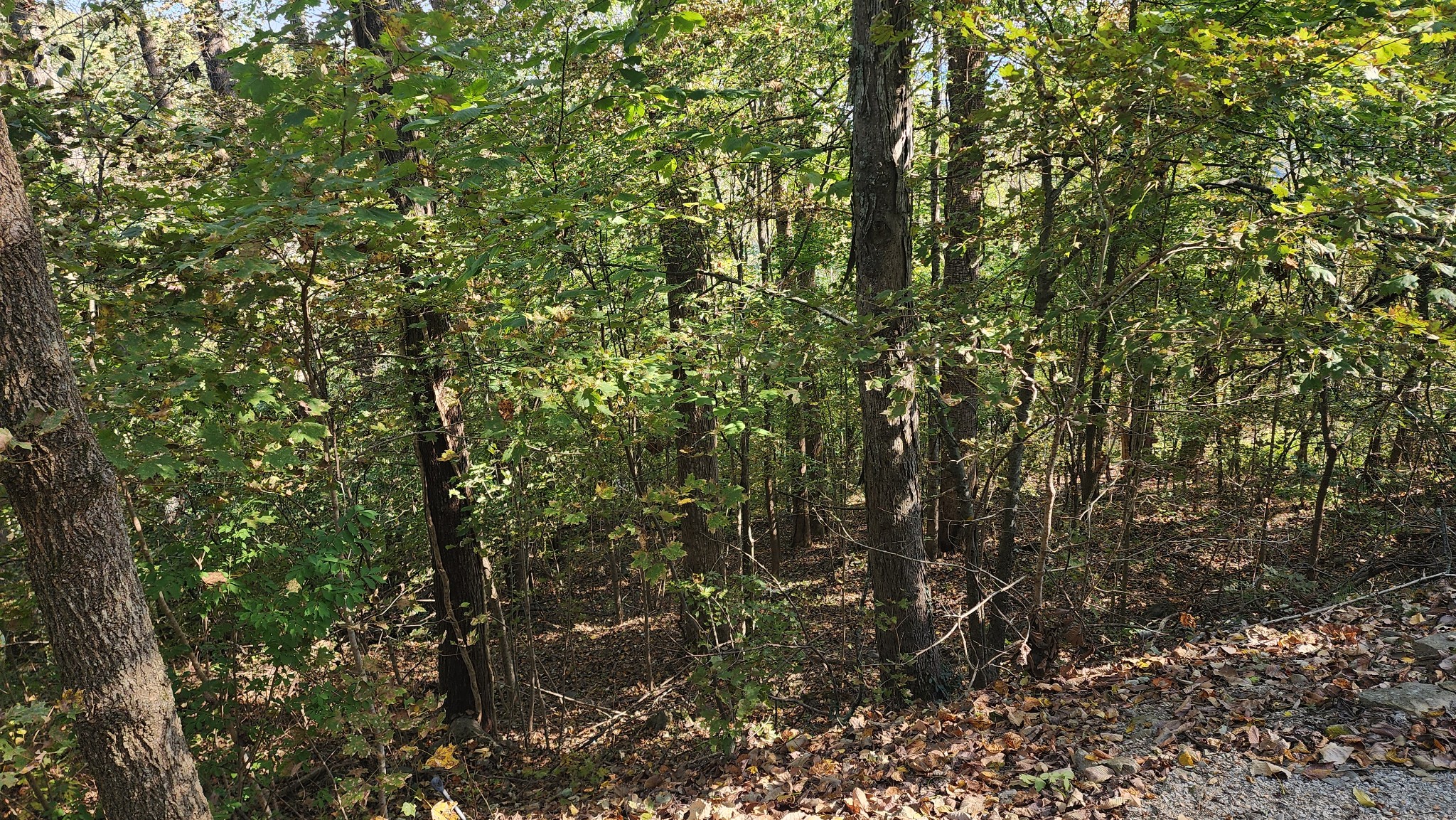 0 Bayview Drive Lancaster, TN 38569 - Photo 7 of 15 a view of a tree