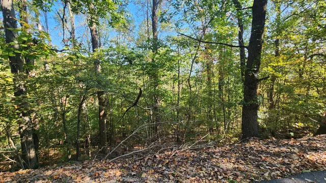 a view of a yard with a tree