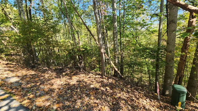 a view of a yard with plants and trees