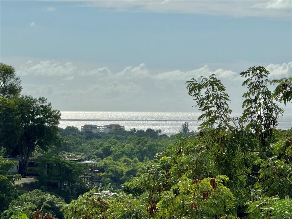 411 Bo Calvache Rincon, PR 00677 - Photo 14 of 14 a view of a bunch of trees and bushes