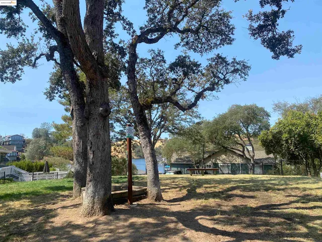 a view of a yard with plants and trees