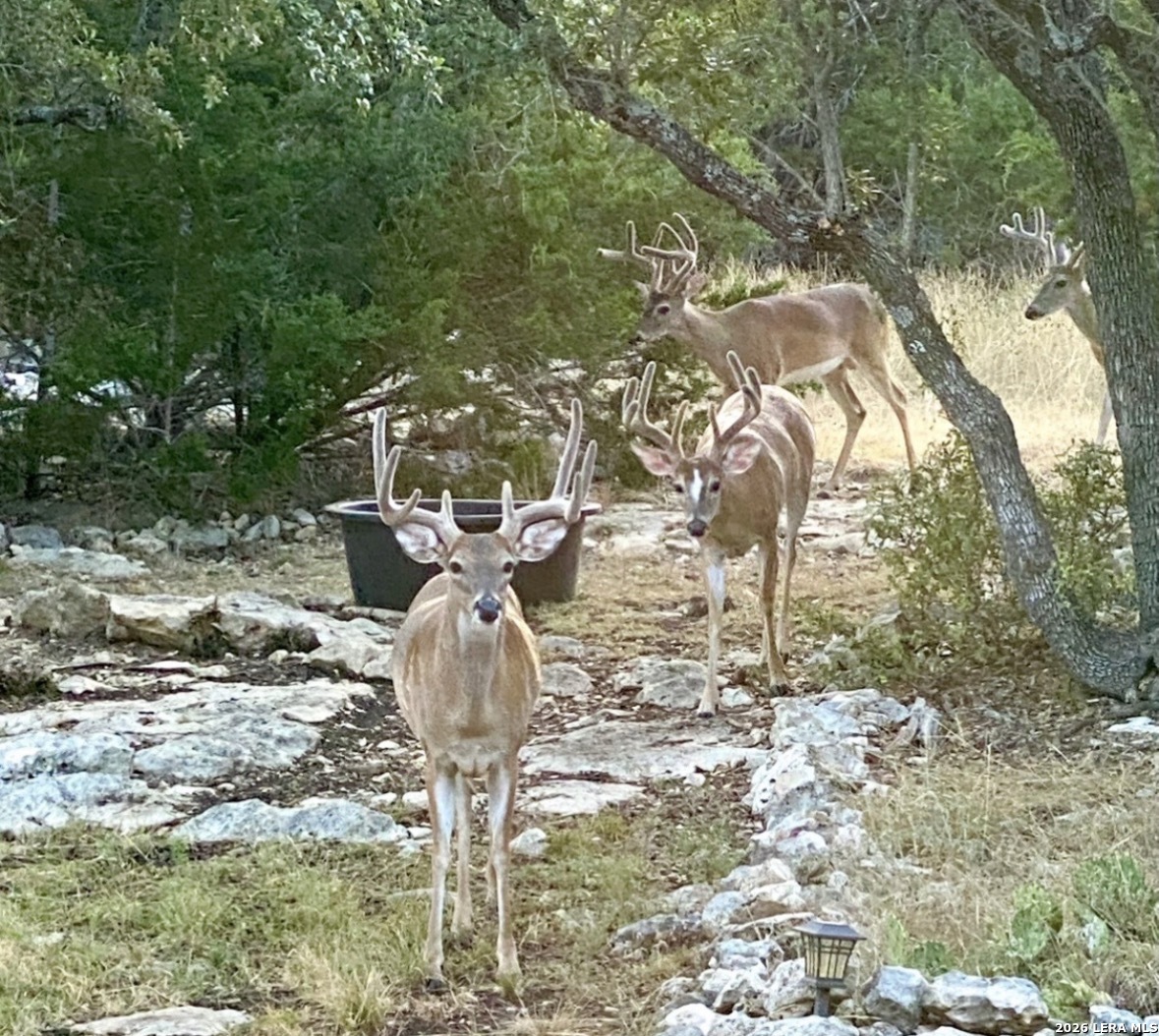 457 Havasu Point Spring Branch, TX 78070 - Photo 45 of 55 a vase of flowers sitting on a table