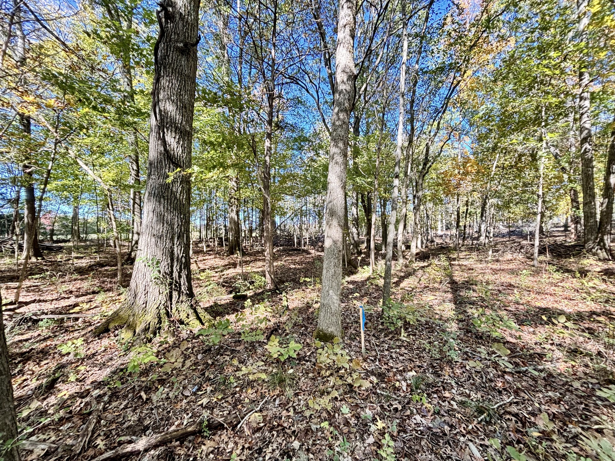 4740 Ash Hill Road Spring Hill, TN 37174 - Photo 16 of 27 a view of yard with trees