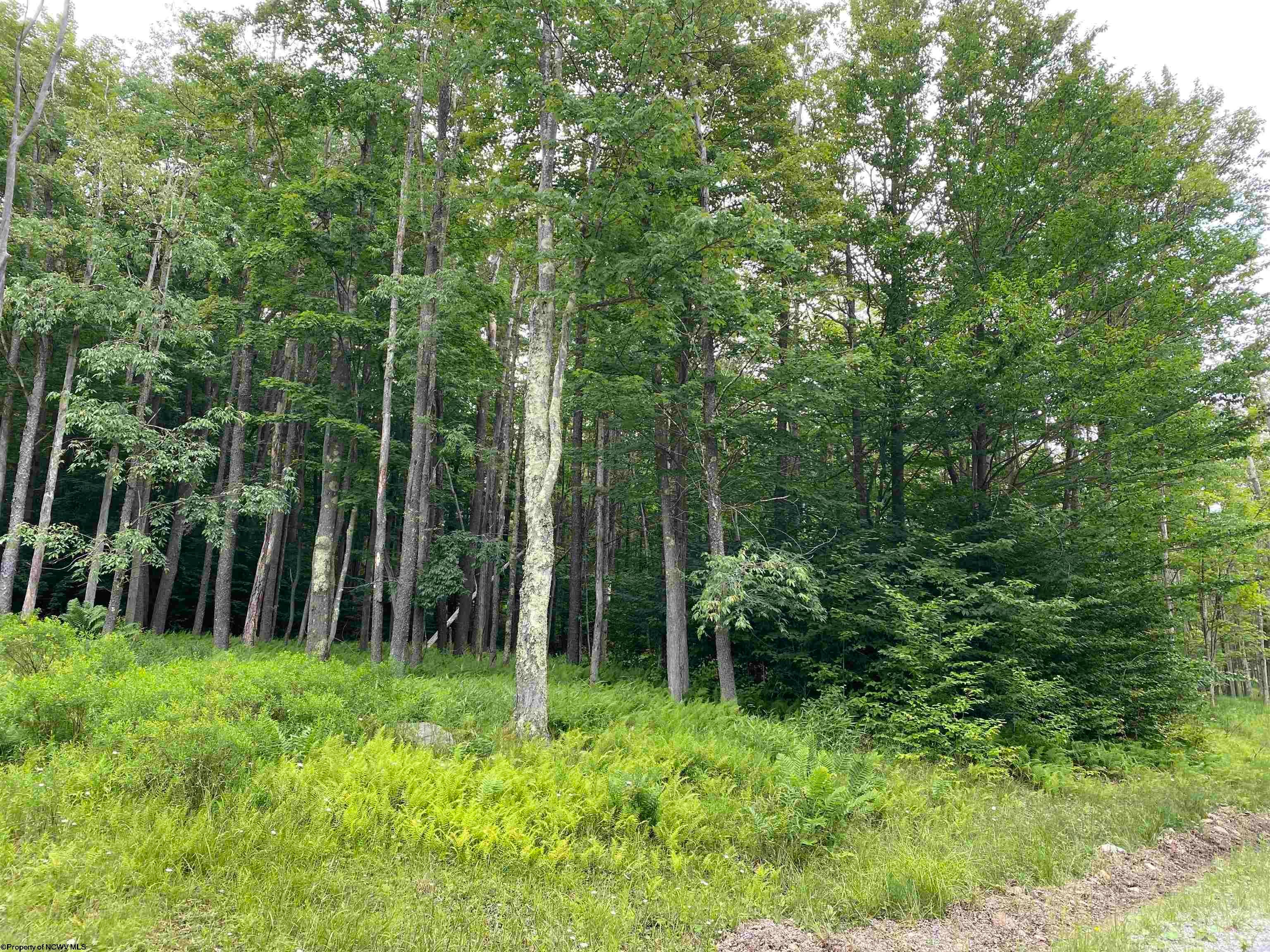 177 Cabin Mountain Road Davis, WV 26260 - Photo 17 of 40 Gallery Image 17