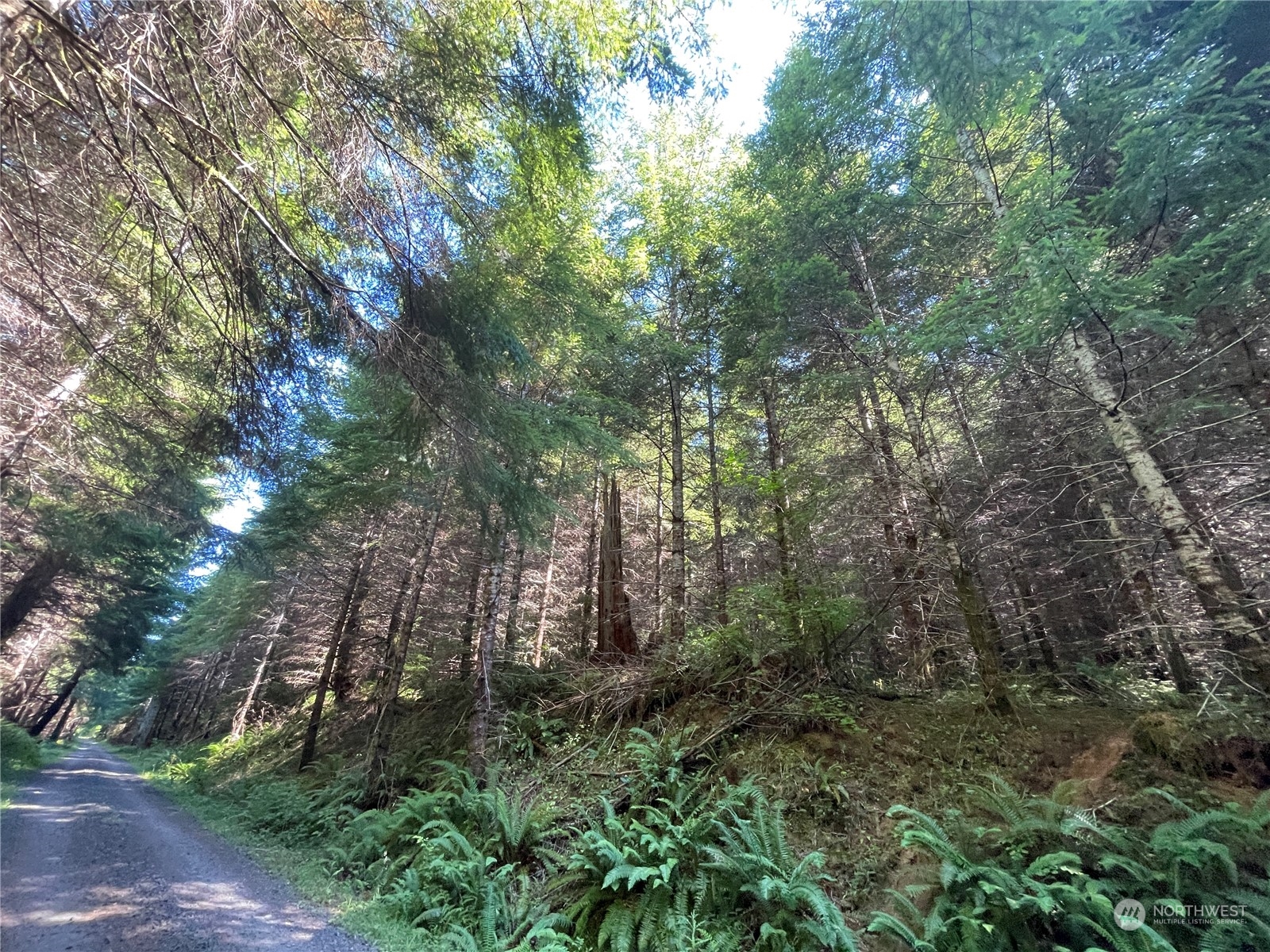 0 Wiest Road Longview, WA 98632 - Photo 2 of 9 a view of a forest with trees in the background