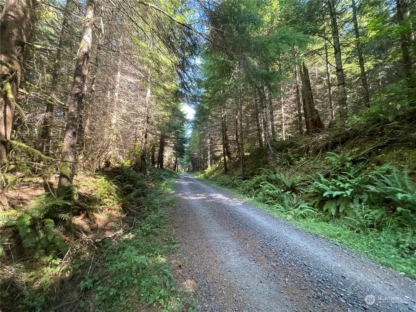 0 Wiest Road Longview, WA 98632 - Photo 8 of 9 a view of a forest with trees