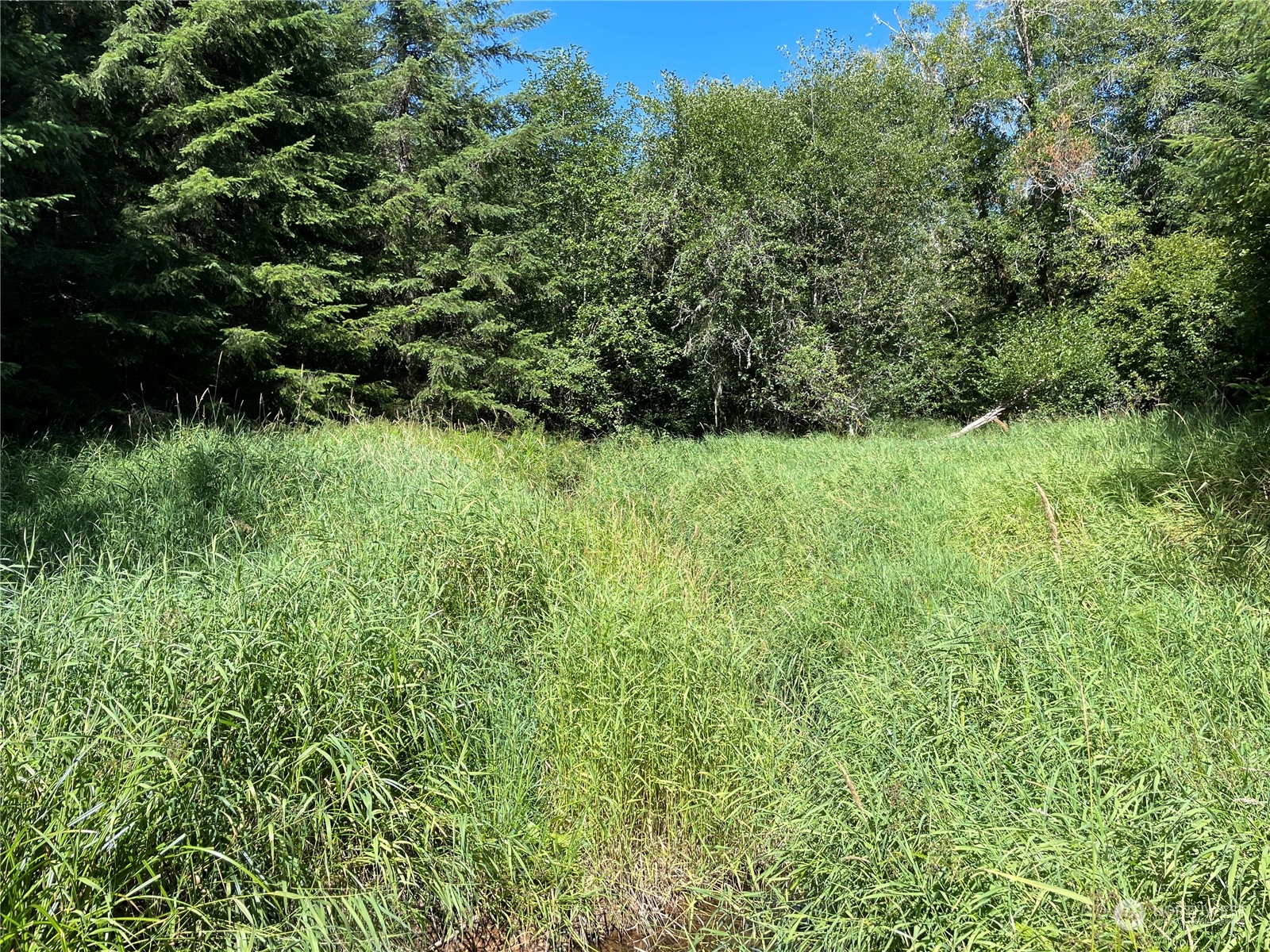 0 Wiest Road Longview, WA 98632 - Photo 9 of 9 a view of a lush green space