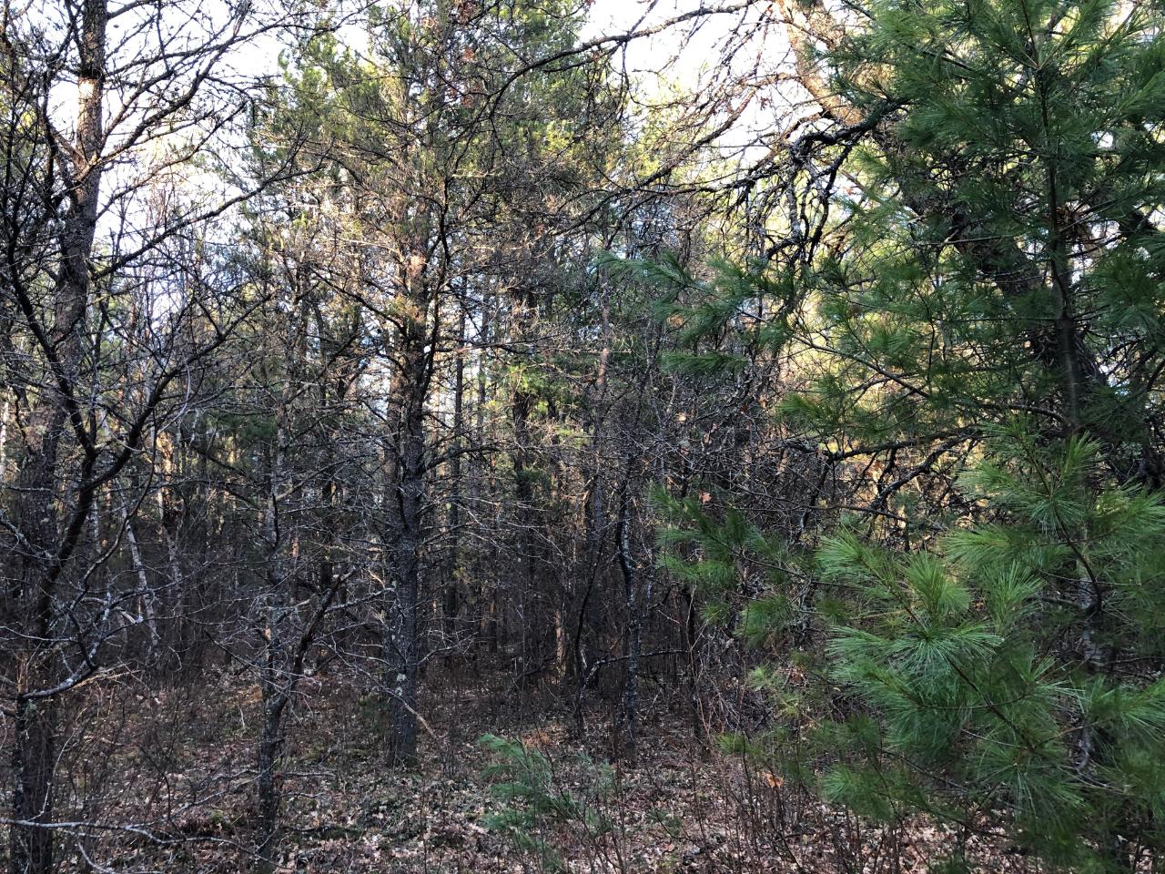 97-acres Cedar Falls Road Hazelhurst, WI 54531 - Photo 18 of 20 Gallery Image 18