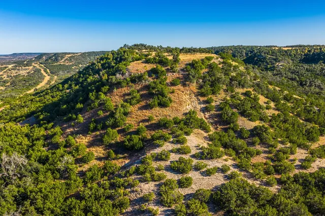 a view of a yard with plants and large trees