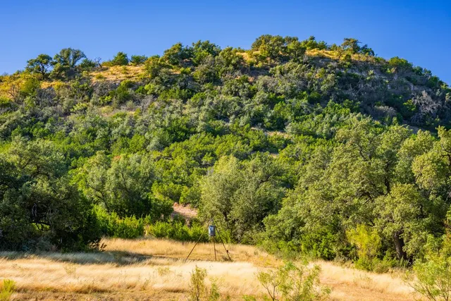 a view of a field with a tree in the background