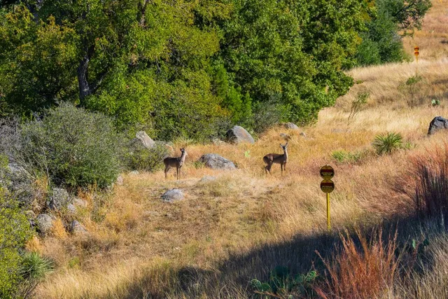 a view of a yard with a tree