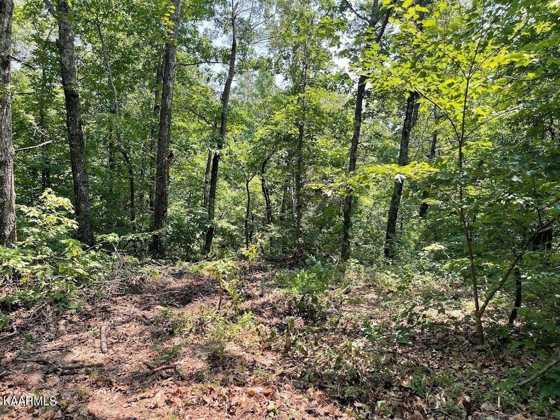 0 Plateau Firetower Road Crossville, TN 38571 - Photo 11 of 14 Gallery Image 11