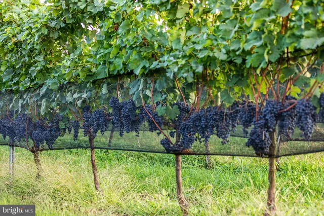 $6,900,000 | 14727 Mountain Road, Purcellville, VA 20132