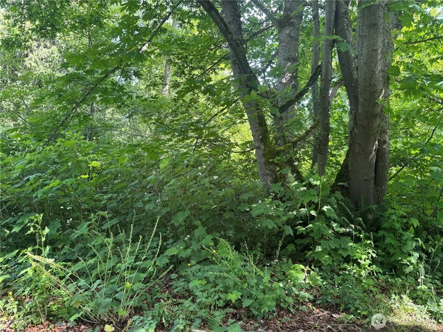 a view of a lush green forest