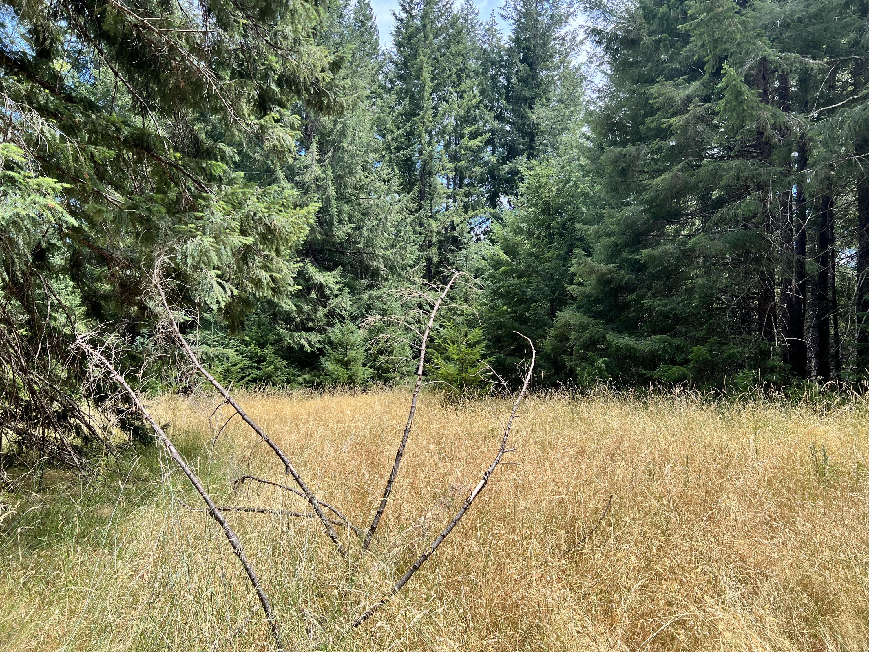 0 Stapp Road Kneeland, CA 95549 - Photo 10 of 13