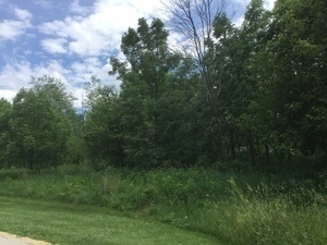 Lot 4 Williams Circle Genoa, IL 60135 - Photo 2 of 5 a view of a lush green forest