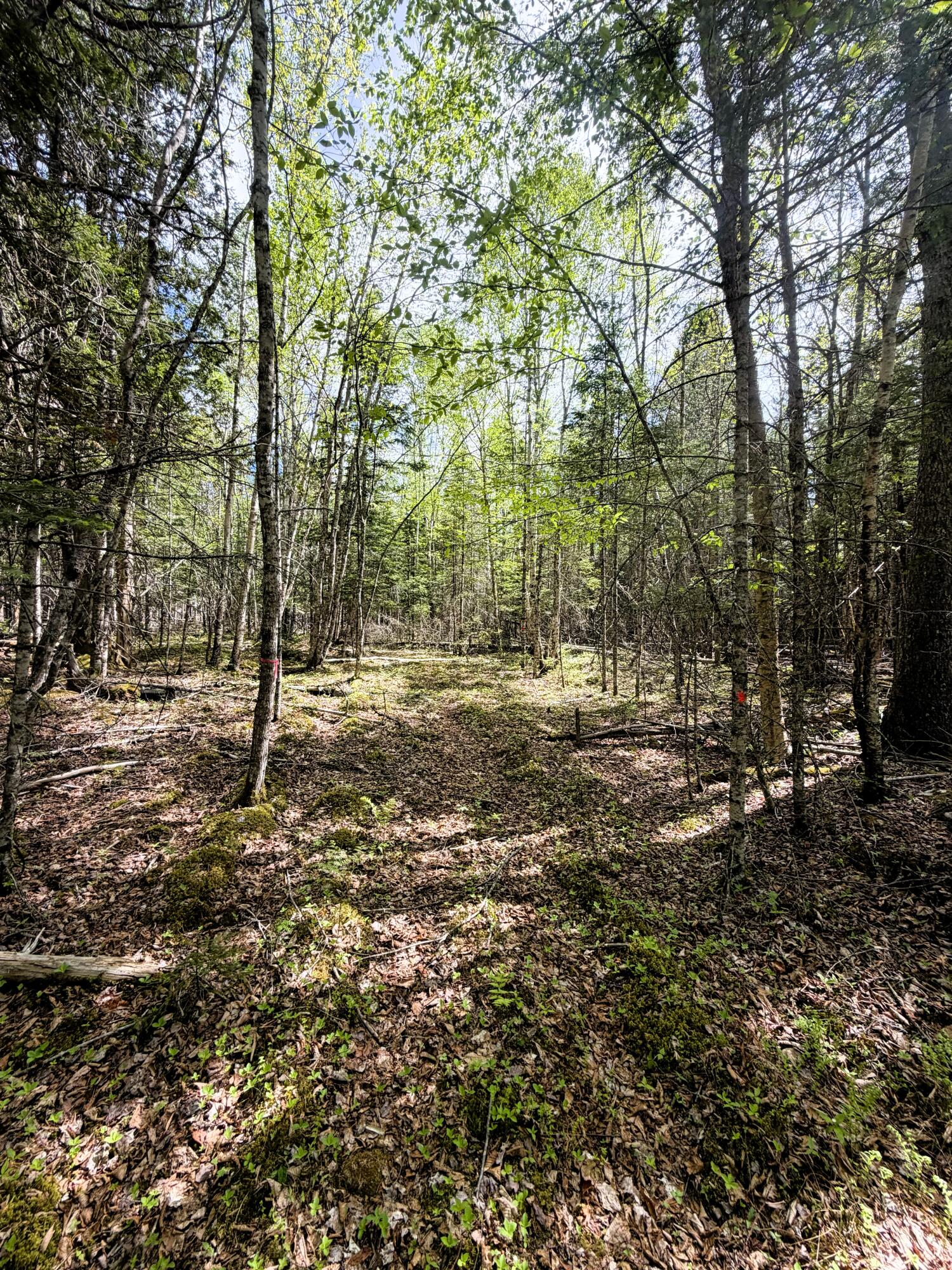 59 High Head Road East Machias, ME 04630 - Photo 7 of 11 59 HIGH HEAD RD 3