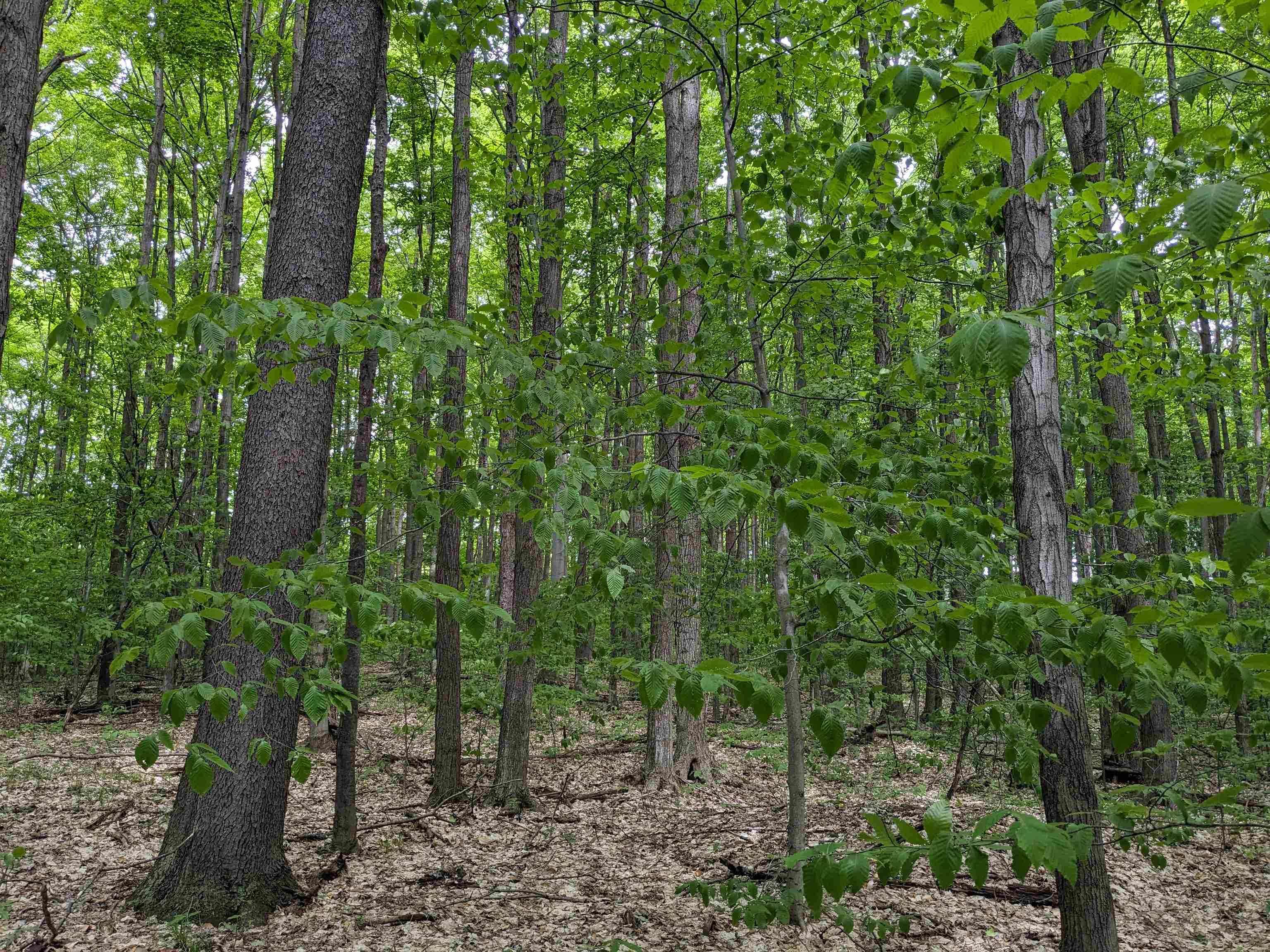 0 East 26 Road Cadillac, MI 49601 - Photo 9 of 15