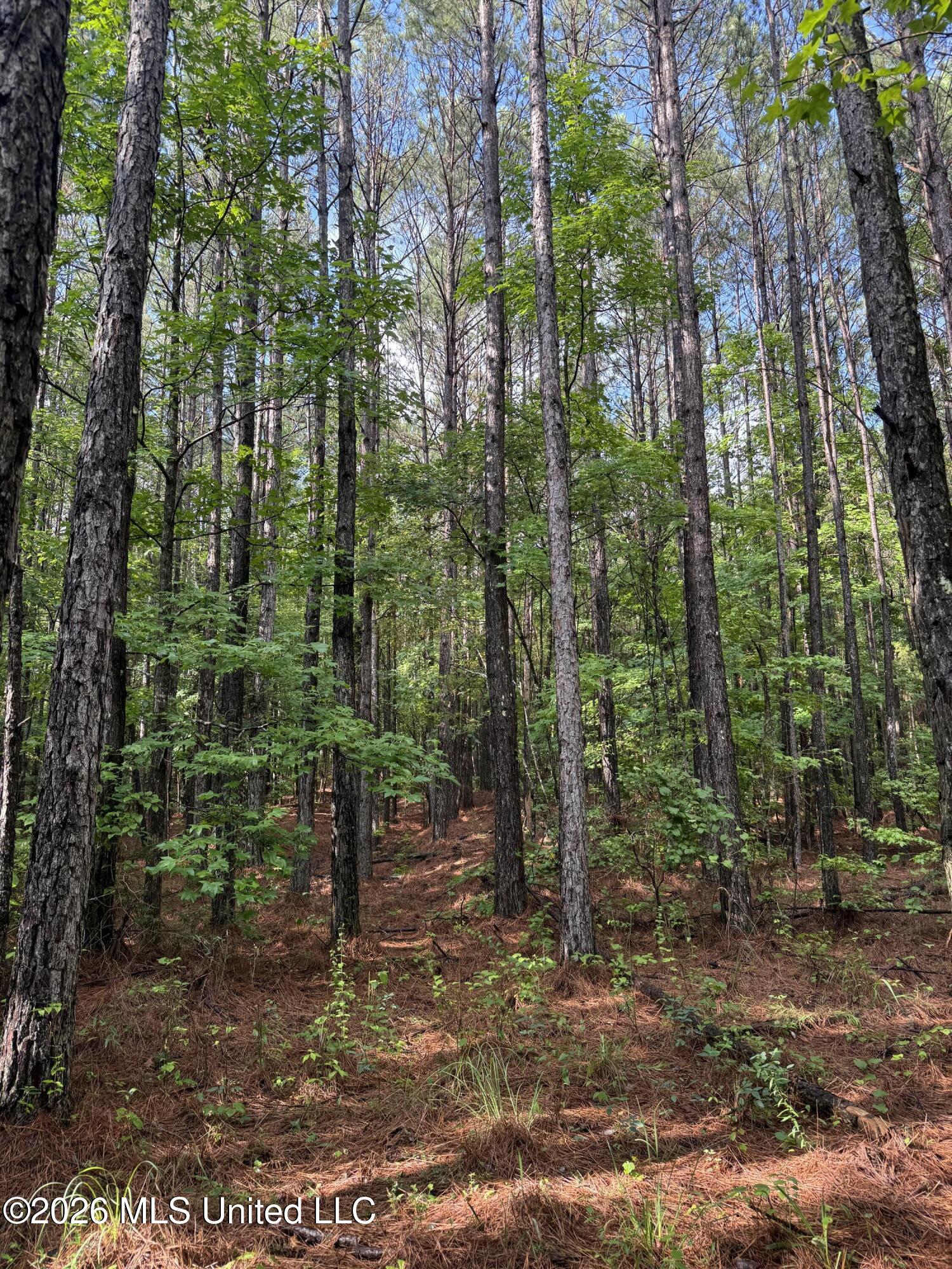 2136 Co Road McCool, MS 39108 - Photo 13 of 29 IMG_5902