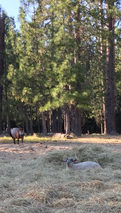 4995 Pleasant Creek Road Rogue River, OR 97537 - Photo 8 of 20 pasture