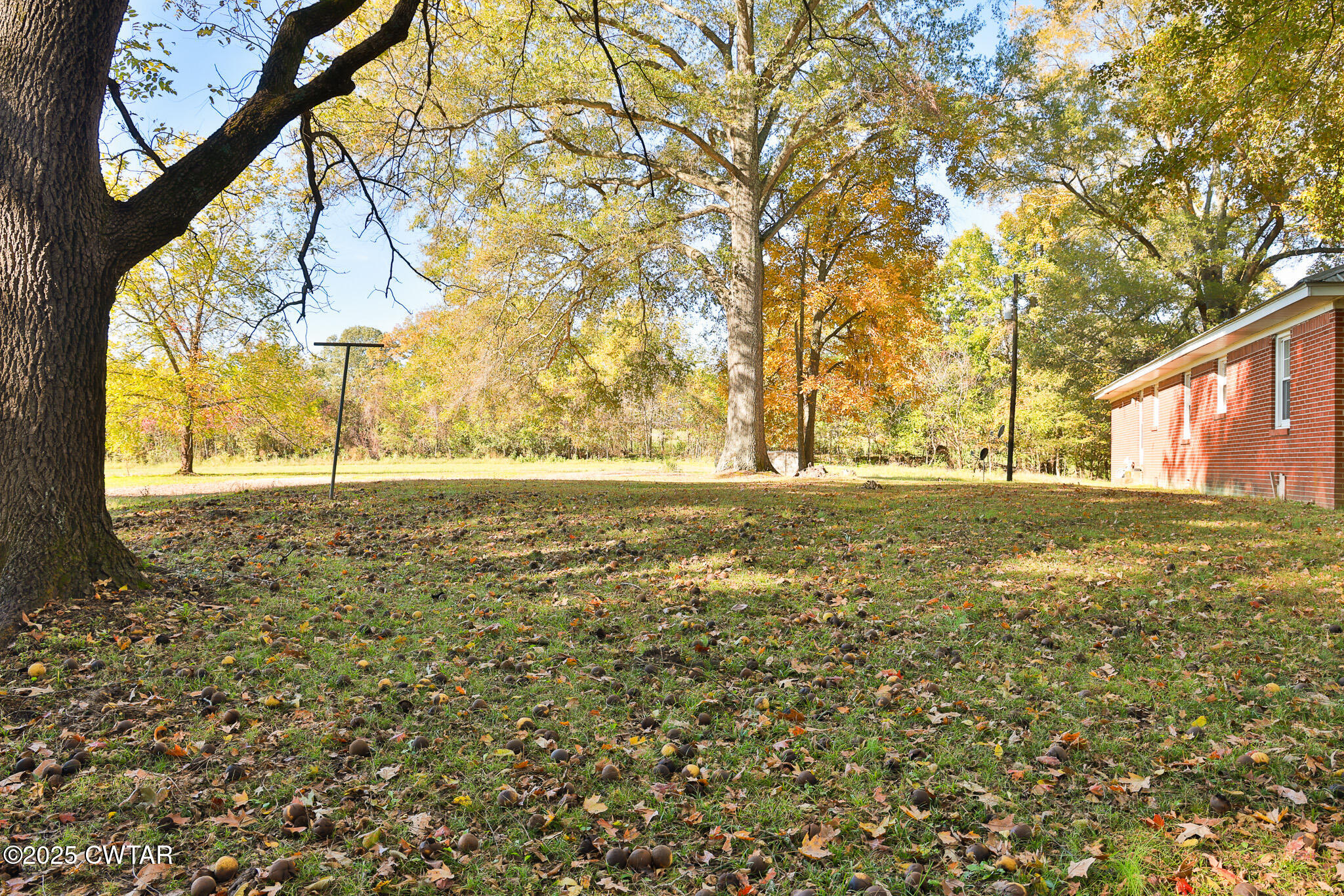 4030 Shades Bridge Road Greenfield, TN 38230 - Photo 18 of 27 a view of yard with large trees