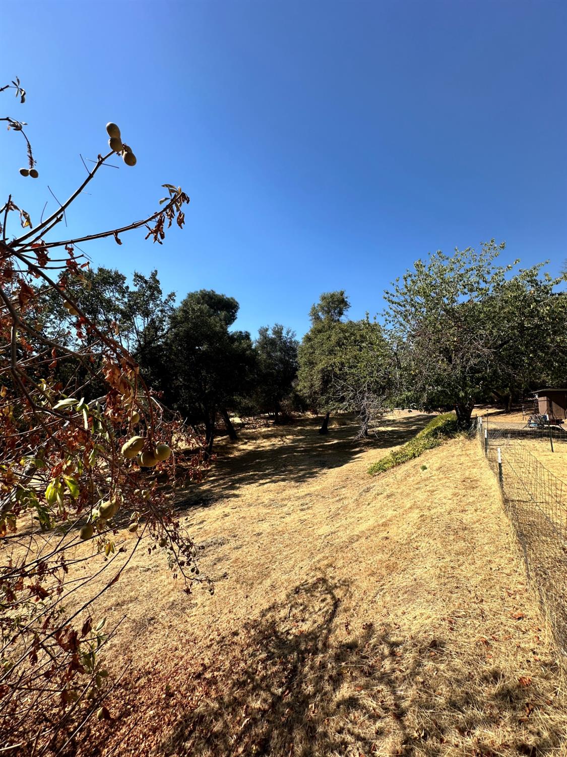 40845 Jean Road East Oakhurst, CA 93644 - Photo 15 of 16 a view of a yard