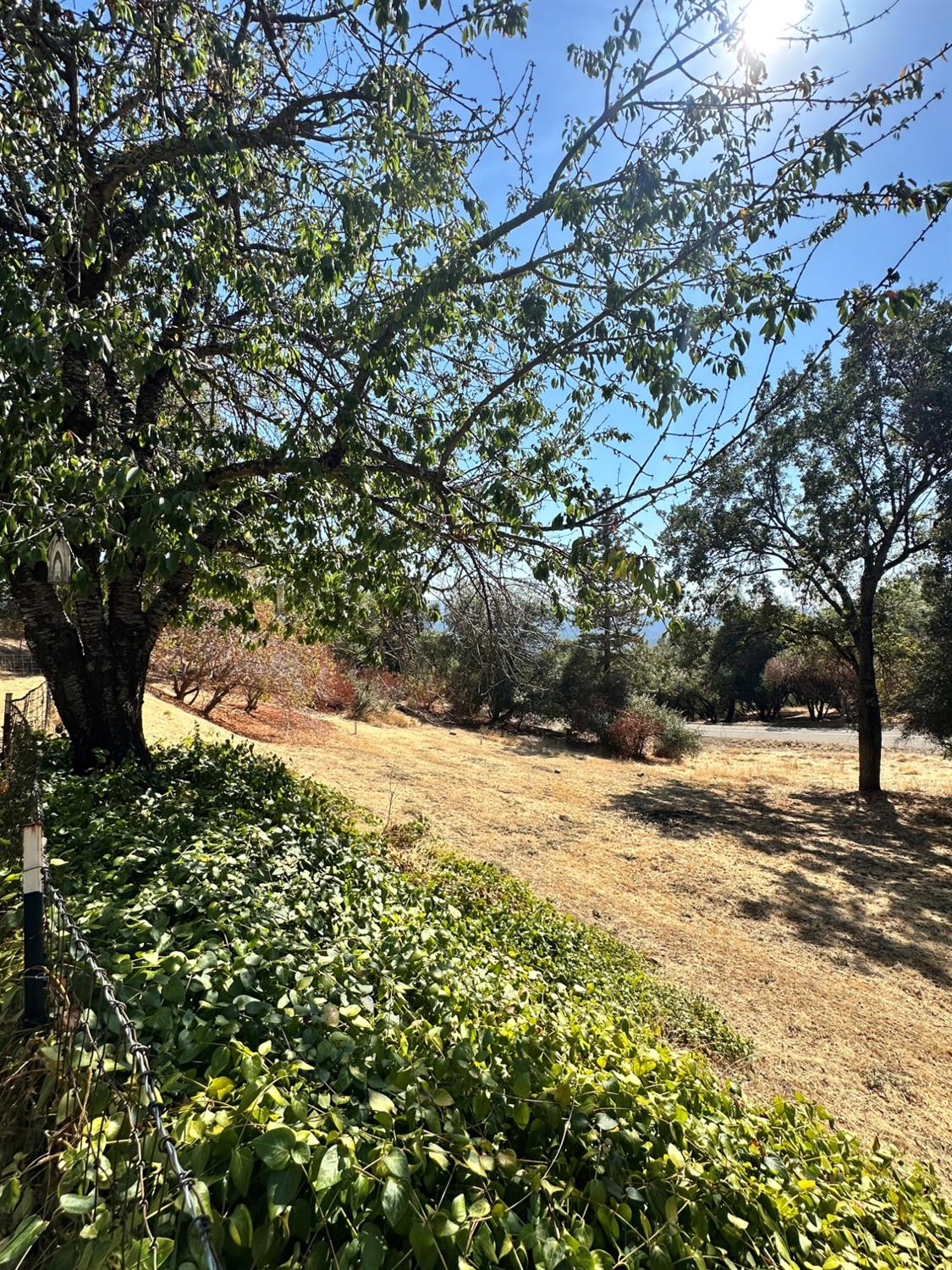 40845 Jean Road East Oakhurst, CA 93644 - Photo 3 of 16 a view of a yard with plants and trees