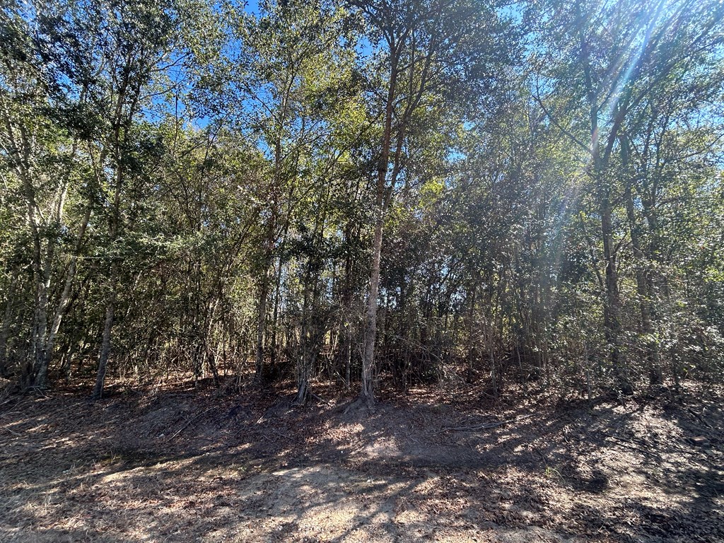 20-ac Coot Adams Road Ashford, AL 36312 - Photo 6 of 28