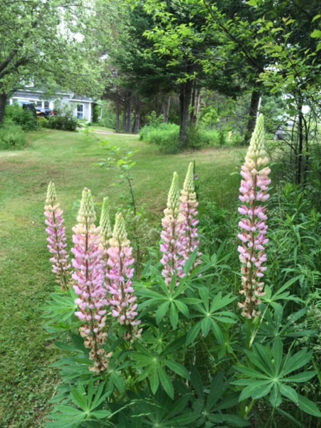 571 Muskrat Farm Road Prospect, ME 04981 - Photo 22 of 39 thumbnail