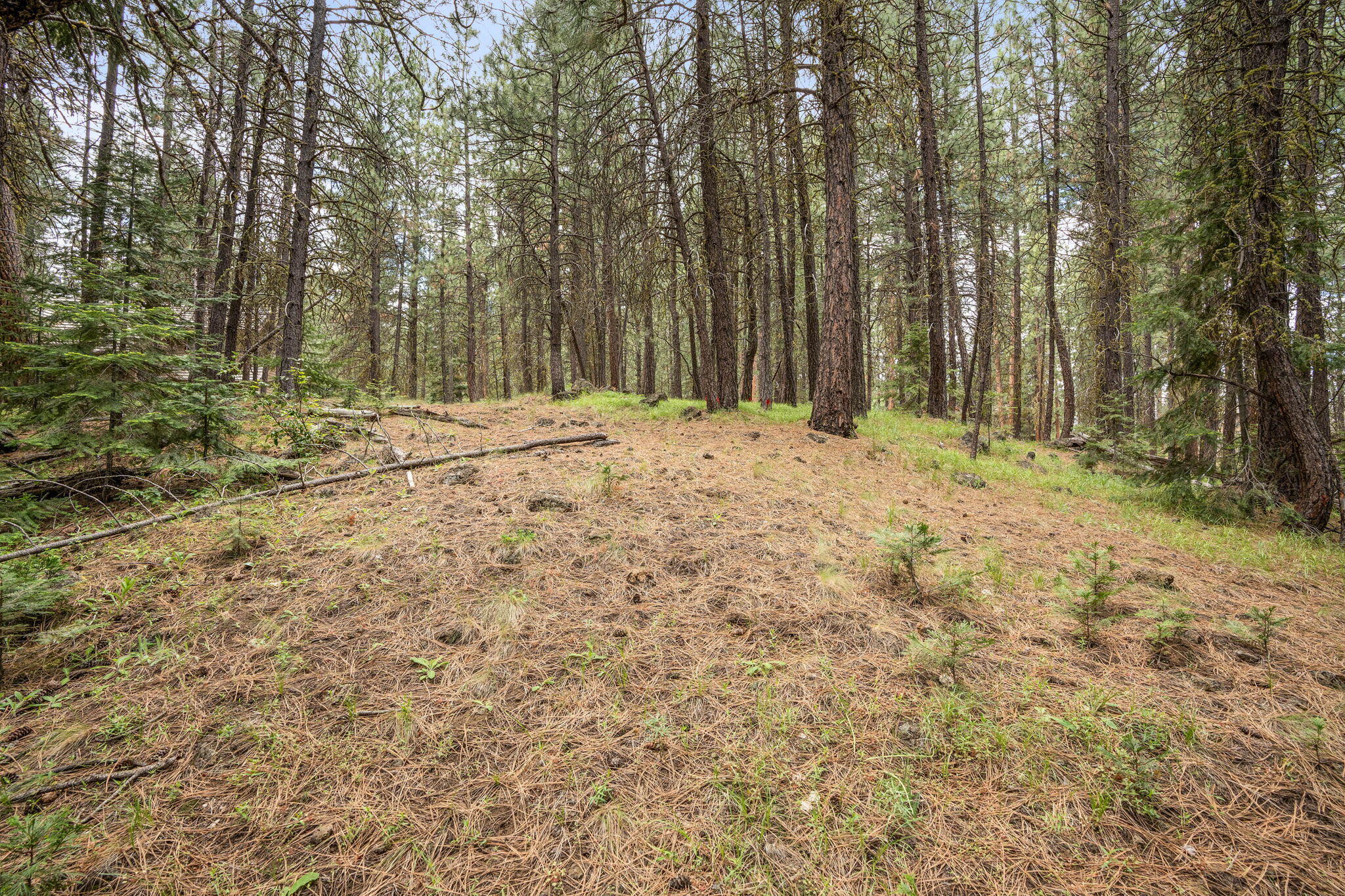Undisclosed Address Black Butte Ranch, OR 97759 - Photo 9 of 24 a wooden fence with trees in the background