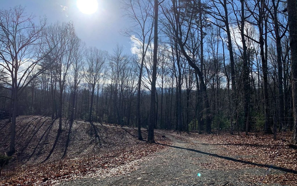 7-acres Payne Road Brasstown, NC 28902 - Photo 15 of 57 Gallery Image 15