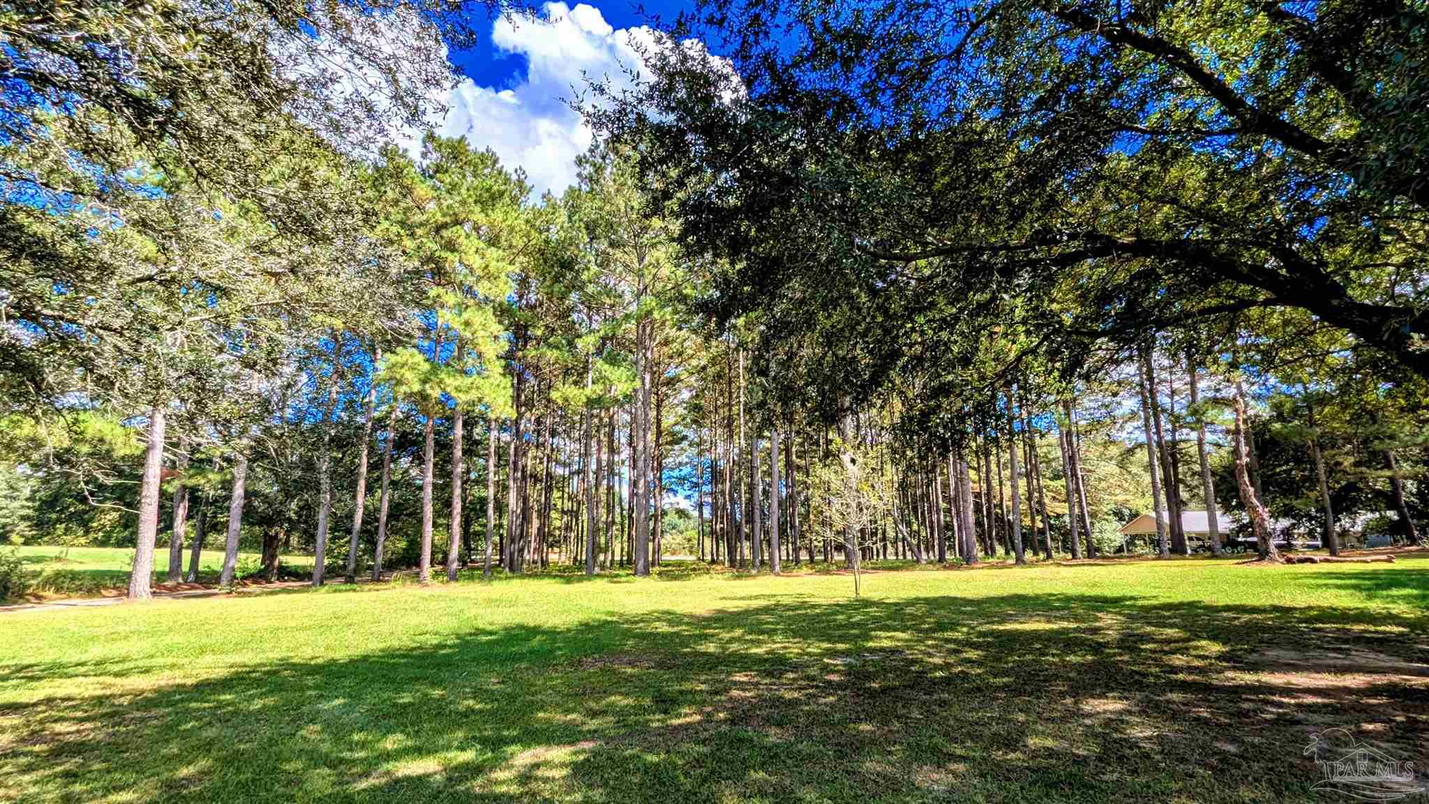 3171 Sam Sullivan Road Millry, AL 36558 - Photo 71 of 72 a view of a park with large trees