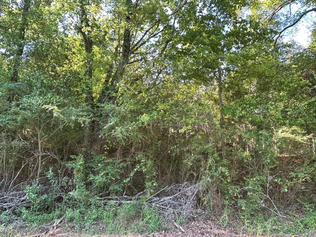Lot 6-3 -ac Cty Road Newville, AL 36353 - Photo 10 of 24