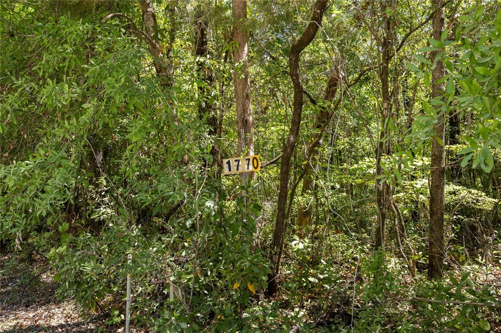 Southwest Loncala Loop Fort White, FL 32038 - Photo 3 of 19