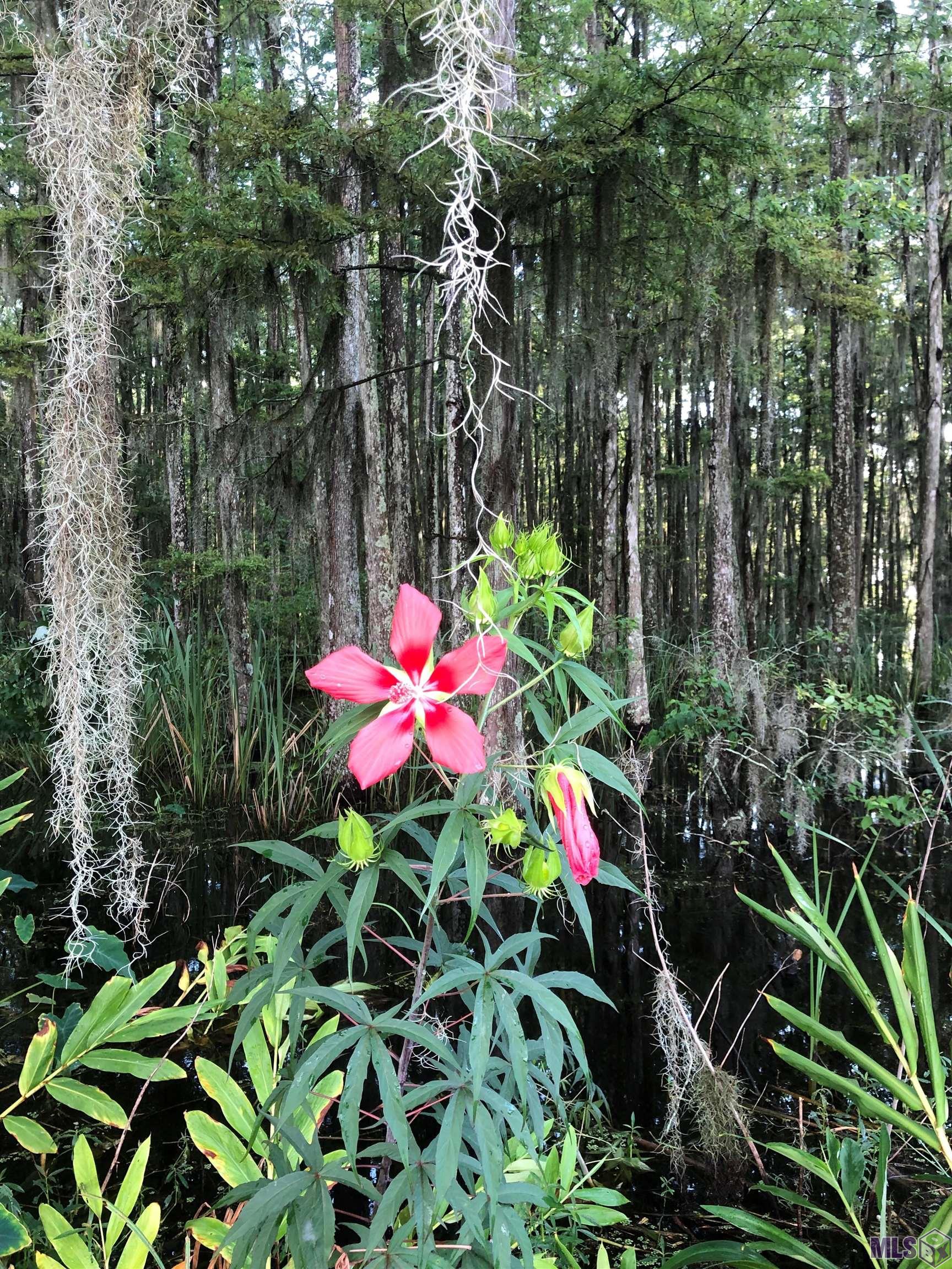 290 Bayou Tranquille Road Pierre Part, LA 70339 - Photo 26 of 29