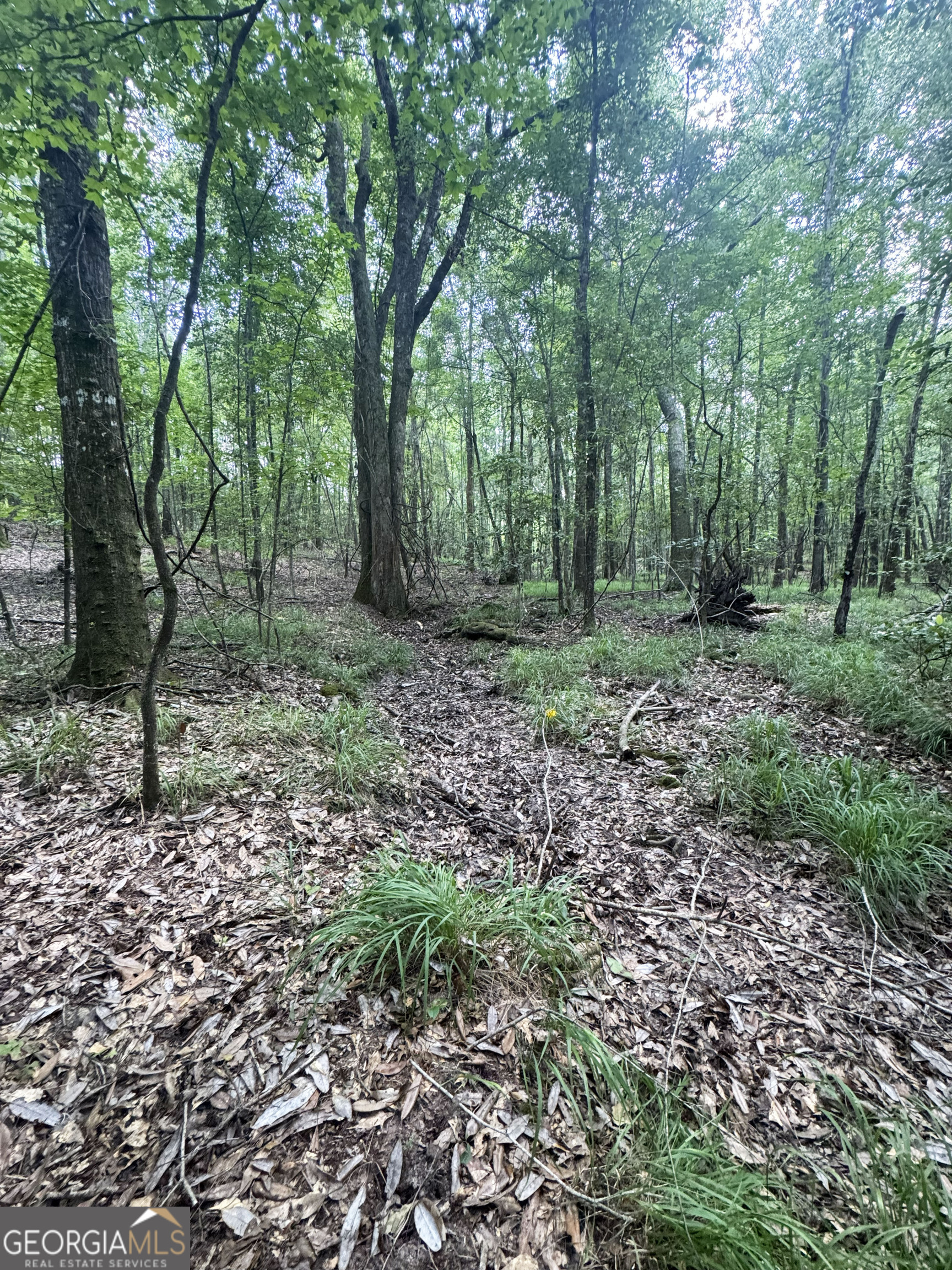 Tbd Tbd Wooten Road Cuthbert, GA 39840 - Photo 27 of 71