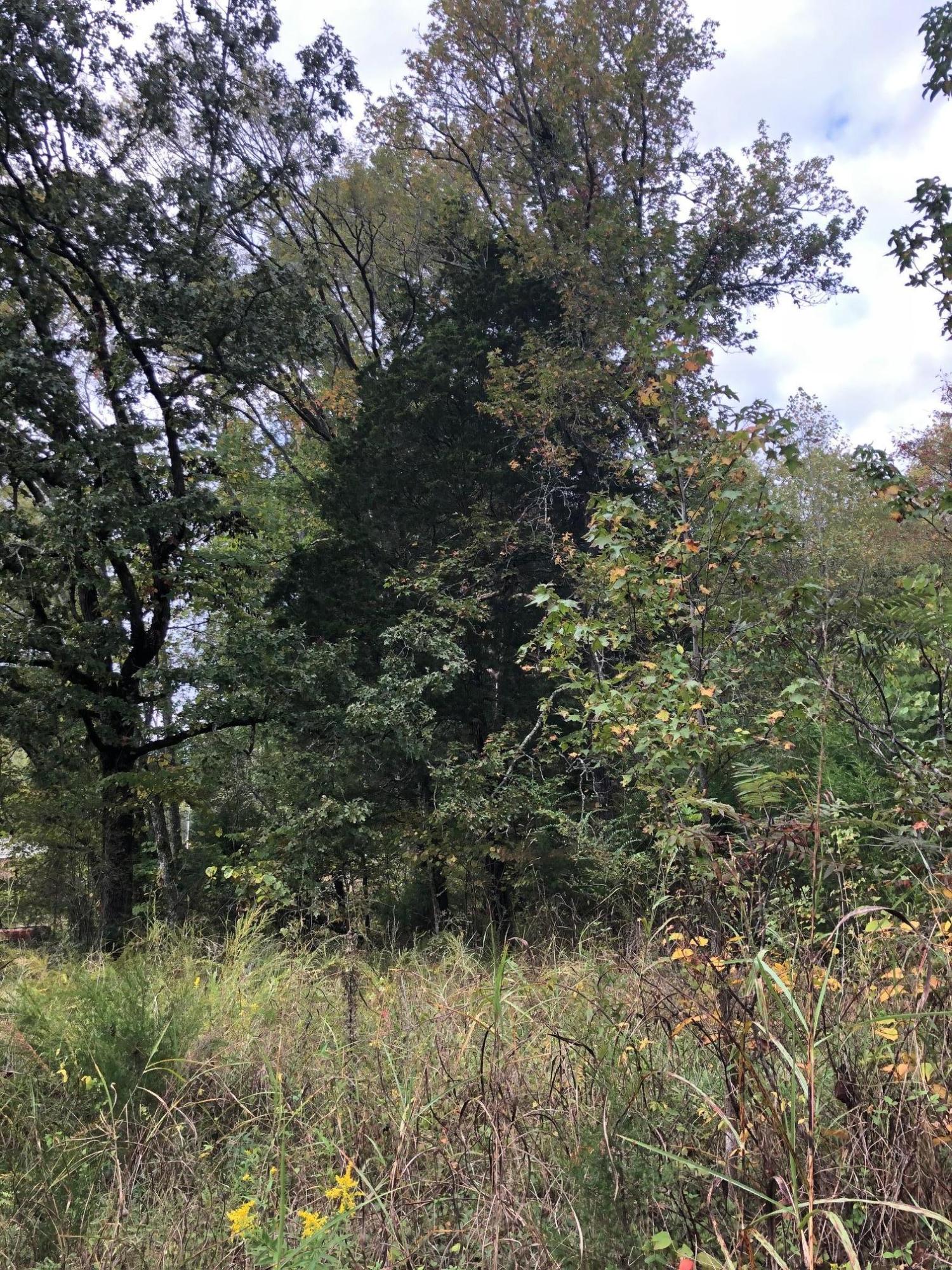 0 Sam Davis Road Decatur, TN 37322 - Photo 1 of 8 image7
