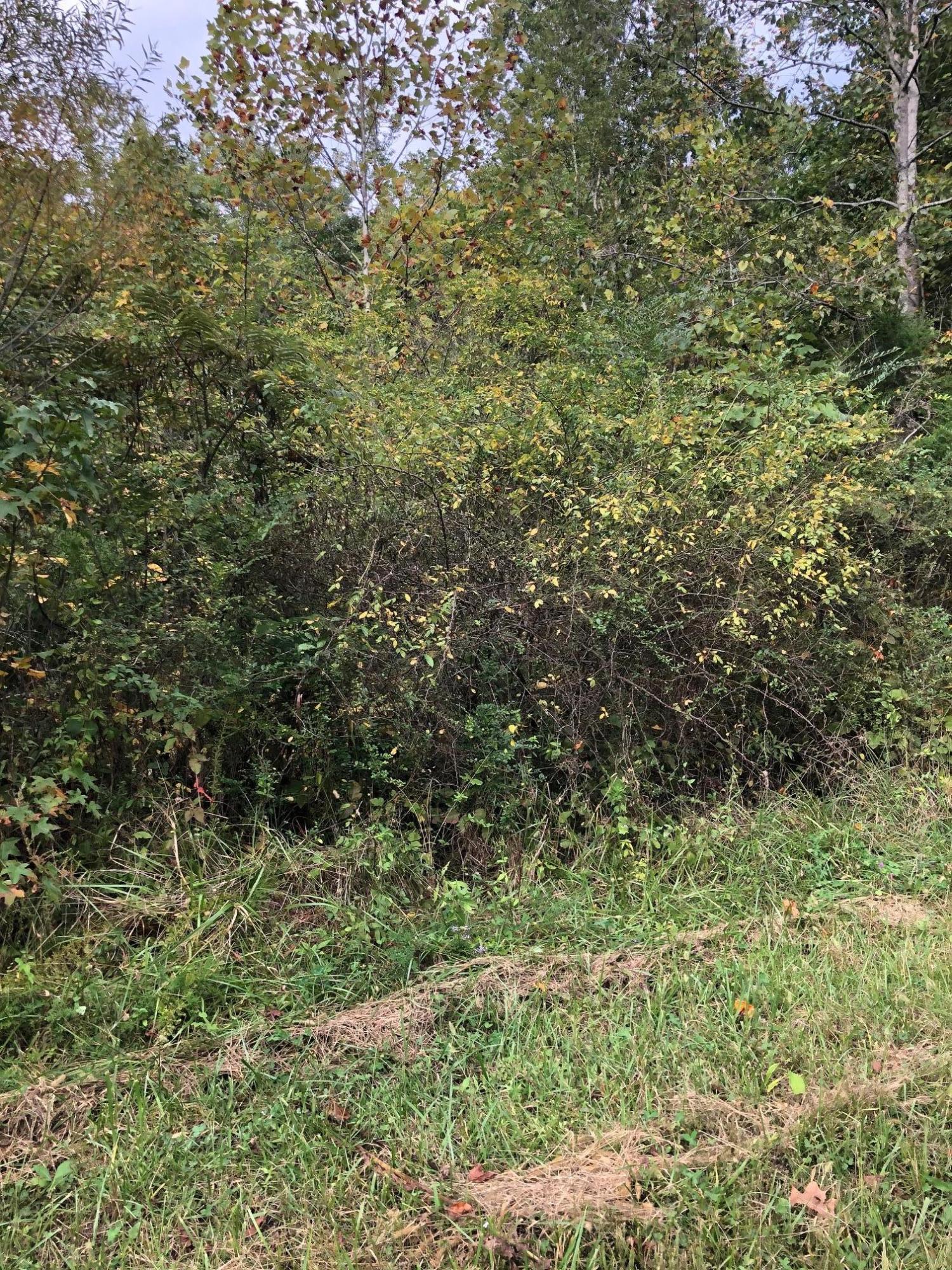 0 Sam Davis Road Decatur, TN 37322 - Photo 5 of 8 image4