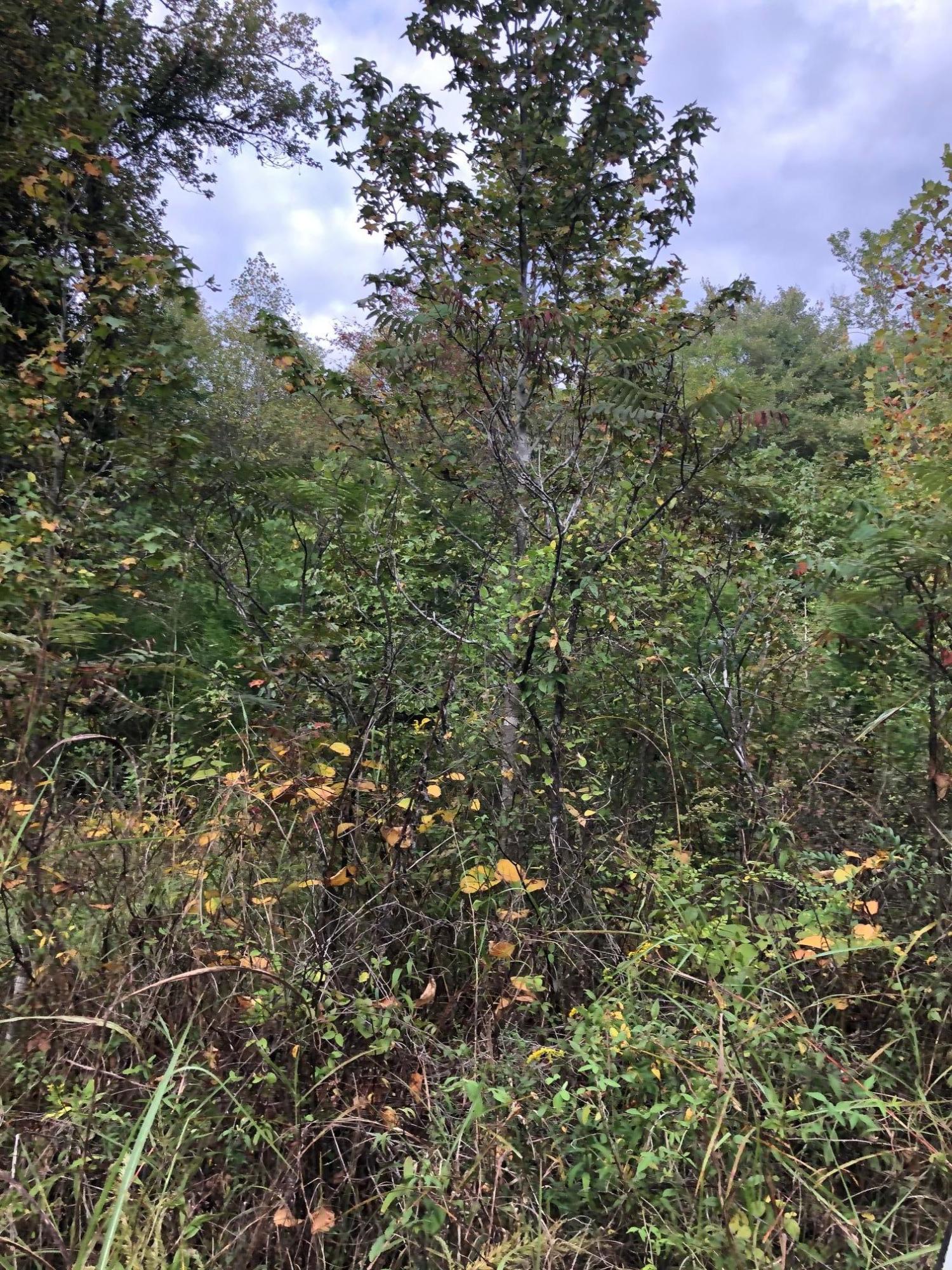 0 Sam Davis Road Decatur, TN 37322 - Photo 7 of 8 image6