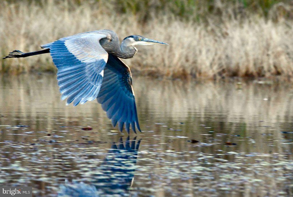 10693 Harding Road Laurel, MD 20723 - Photo 56 of 61 Blue Heron at the Patuxent Research Center!